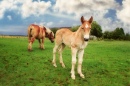 Belgian Draft Horse with a Foal